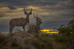Kudu Sunset