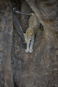 Leopard crawl