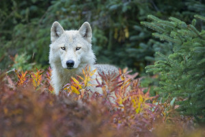 Timber Wolf Alaska