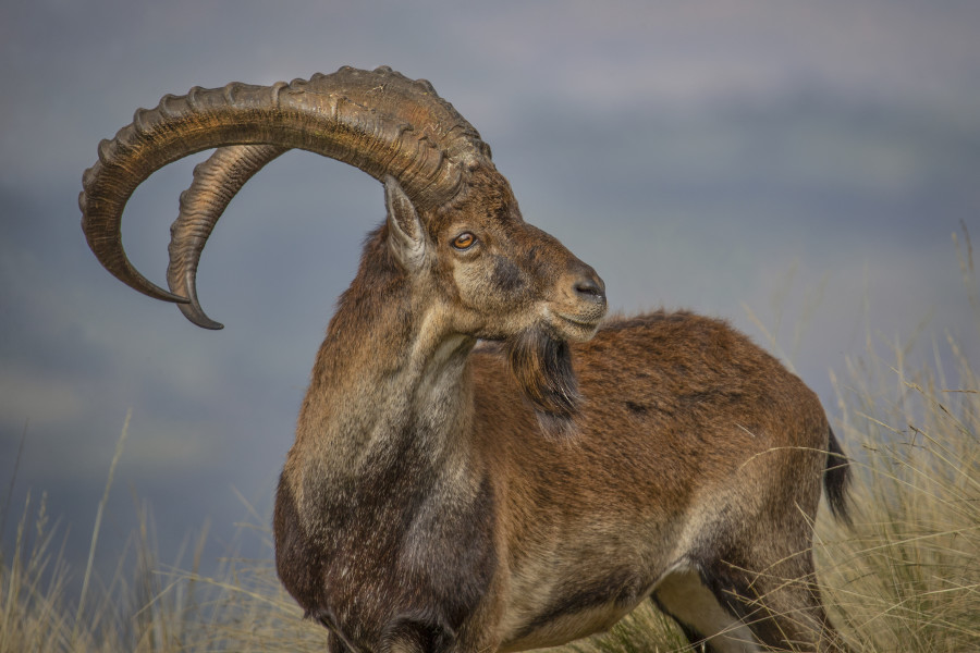 Ethiopia Highlands Ibex