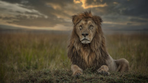Lion at daylight