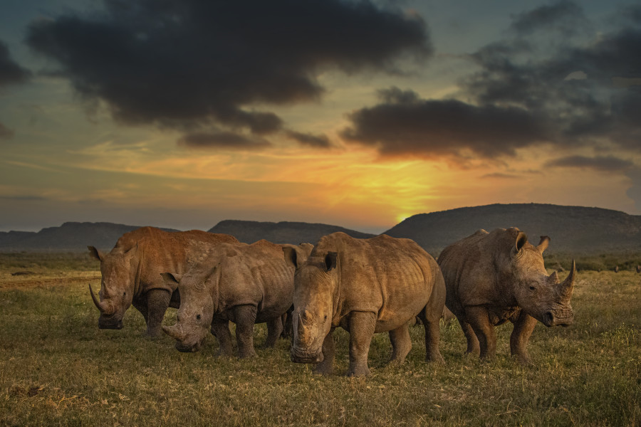 Rhino Crush Sunset