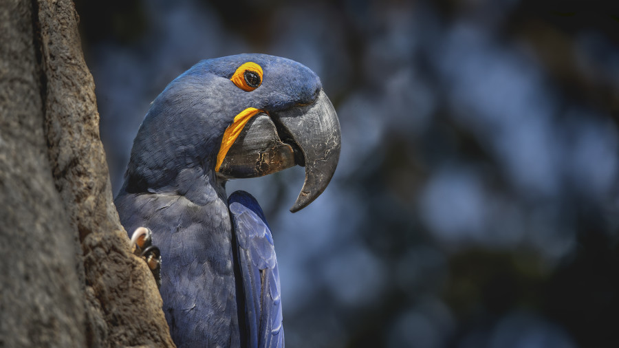 Wild Macaw